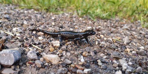 lizard on the rocks