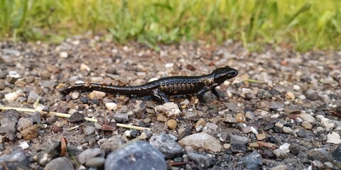 lizard on the rocks