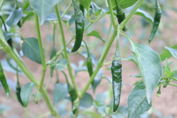 green colored chili on tree
