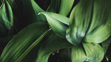 Obraz premium foliage on a blue background, place for text