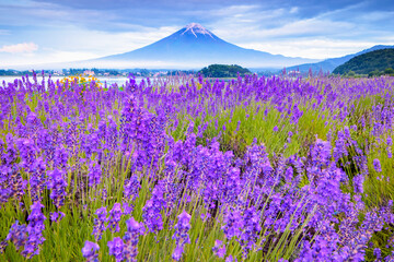 Fuji Mountain and Lavender Field at Oishi Park, Kawaguchiko Lake, Japan