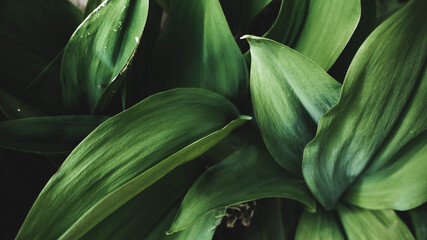 Fototapeta premium foliage on a blue background, place for text