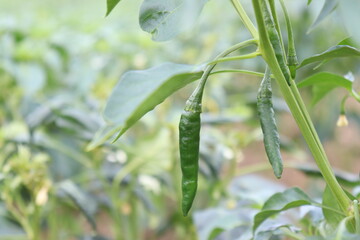 green colored chili on tree
