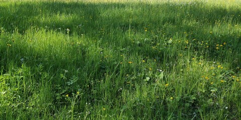 green grass field