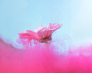 Fototapeta na wymiar Unique abstract underwater flower concept. A single daisy gerbera cover with lovely magenta color with gentle blue background.