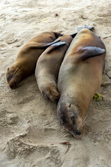 並んで眠るアシカの親子