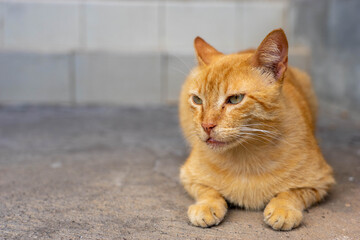 左を見つめる猫