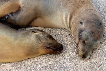 眠るアシカの夫婦