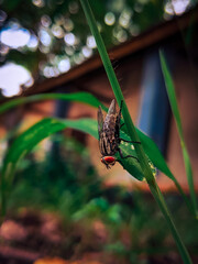 A housefly resting on a green leaf Cherthala Alappuzha Kerala India