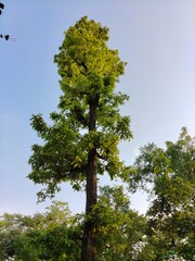 tree in the park