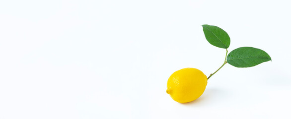 Lemon with branches.  枝つきレモン
