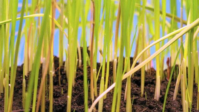 Growing cereal grass macro time-lapse on light blue background. Pan camera movement