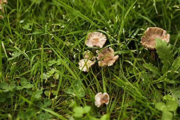 Poisonous toadstool mushrooms in a forest glade in green grass