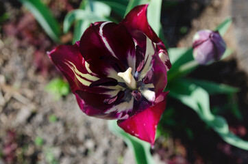 dark tulip bud close up, top view