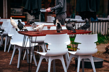 Multi-colored pigeons, doves of different colors on the table of a street cafe, empty tables after...