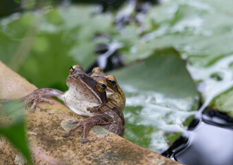 Tree frogs are breeding at the edge of the lotus pond ,Common tree frog breeding by the male is hugged on the female back