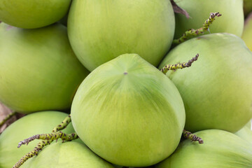 Close-up bunch of young coconuts, Thai green fragrant coconut. asian tropical fruit