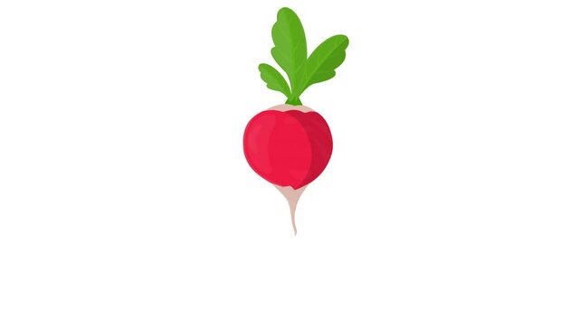 Radish. Animation of growing radish plants, alpha channel enabled. Cartoon
