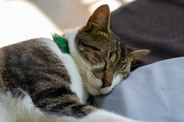 リラックスして眠る猫