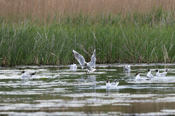 Beautiful freshwater seagull above the surface of the lake.