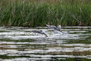 Beautiful freshwater seagull above the surface of the lake.