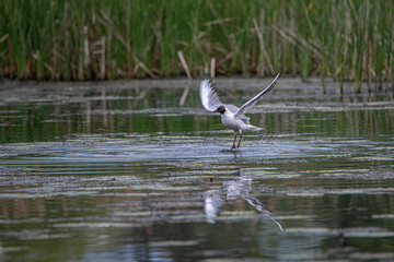 Beautiful freshwater seagull above the surface of the lake.