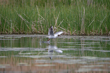 Beautiful freshwater seagull above the surface of the lake.