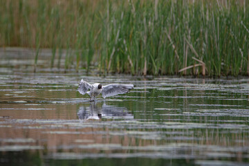 Beautiful freshwater seagull above the surface of the lake.