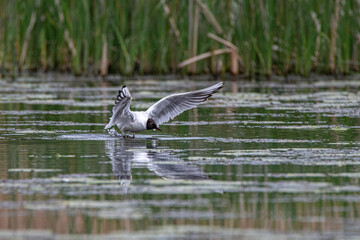 Beautiful freshwater seagull above the surface of the lake.