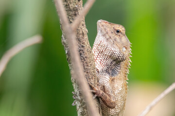 a oriental garden lizard in nature