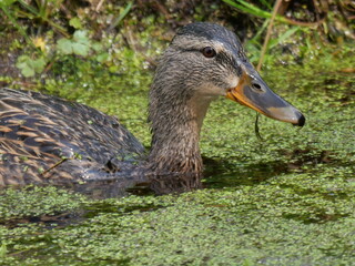 Wild Duck close up