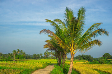 Fototapeta na wymiar panoramic view of the natural beauty of the countryside with the morning atmosphere in the rice fields and mountains at sunrise in Indonesia