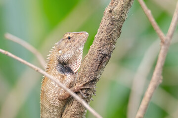 a oriental garden lizard in nature