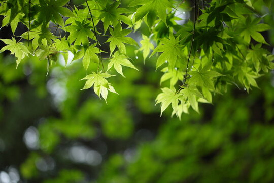 青楓 Images Browse 147 Stock Photos Vectors And Video Adobe Stock