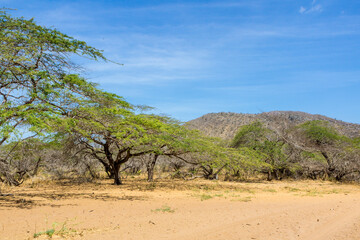 tree in the desert of the Colombian Alta Guajira