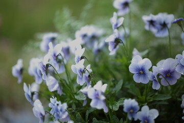 198 230 Great Plant Wall Murals Canvas Prints Stickers Wallsheaven