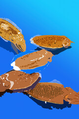swimming cuttlefishes with transparent fins on blue background
