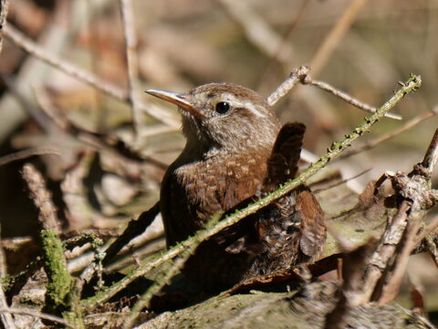 Wren enjoying a sun-bath
