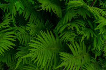 Many green lush fern leaves
