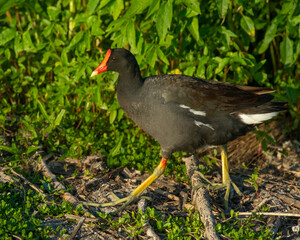Common Gallinule