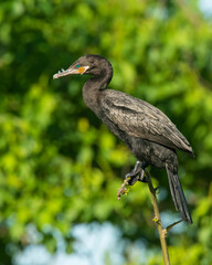 Cormorant