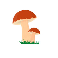 Boletus. Grown mushroom, vector illustration