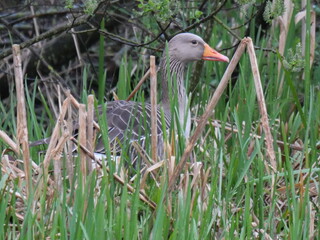 Gray Goose hiding in reed