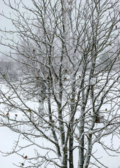 view from the window to a snowy tree, birds folding in a tree branch, snowfall, blurred snow texture background