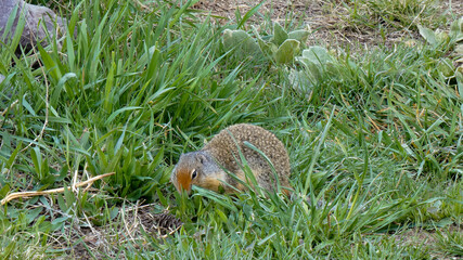 Wild Columbian Ground Squirrel Eating Lush Greenery