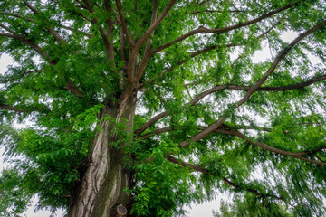 Fototapeta premium 柳の木