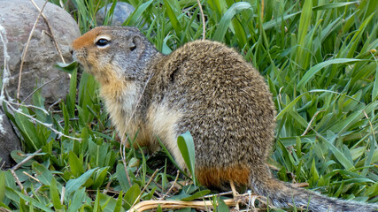 Squirrel Profile Pose Beautiful Fur Coat 