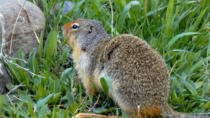 Squirrel Red Fur Faced Columbian Ground Squirrel 