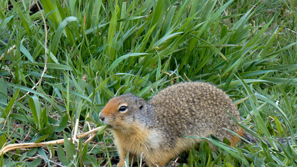 Columbian Ground Squirrel Close Up in Natural Habitats