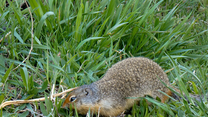 Ground Squirrel Profile View 